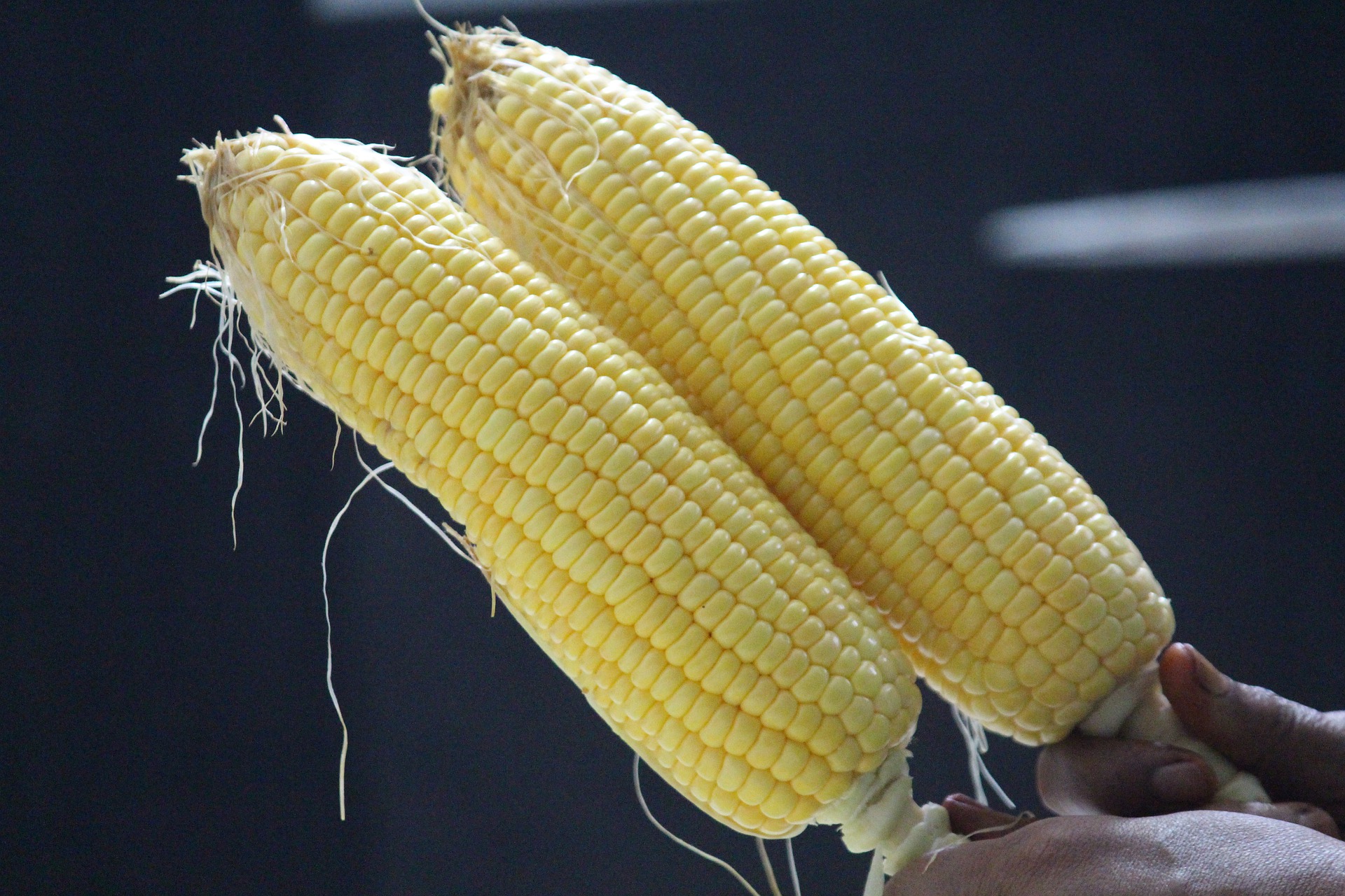 Maize